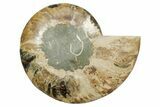 Cut & Polished Ammonite Fossil (Half) - Madagascar #347842-1